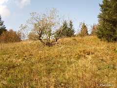 Arbuste isolé au milieu de la chaume